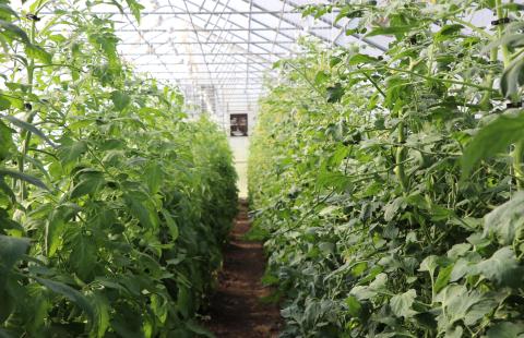 plants growing inside a greenhouse
