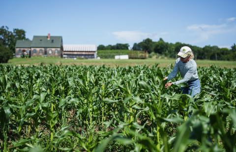 Woman in field of sweet corn