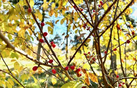 Spice berry bush