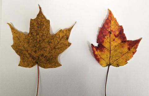 Sugar Maple leaf on the left and Red Maple leaf on the right