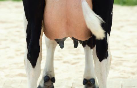 Cow's udder, rear view