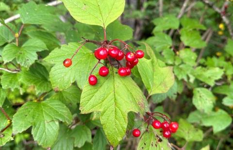 Red berries with green leaves