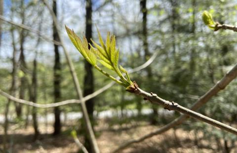 Tree bud in bloom