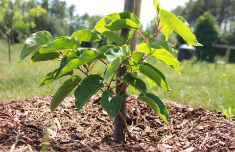 Kiwi berry plant