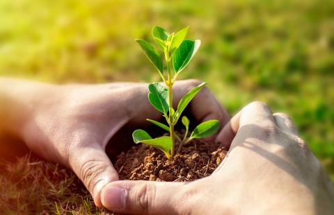 hands with plant