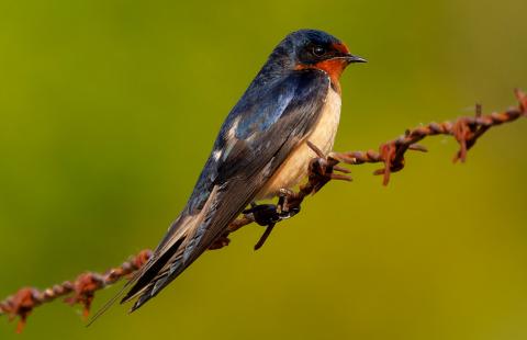 Barn Swallow