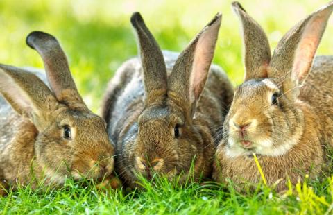 three brown rabbits laying in grass