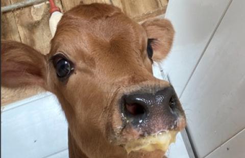 Jersey calf with colostrum mustache