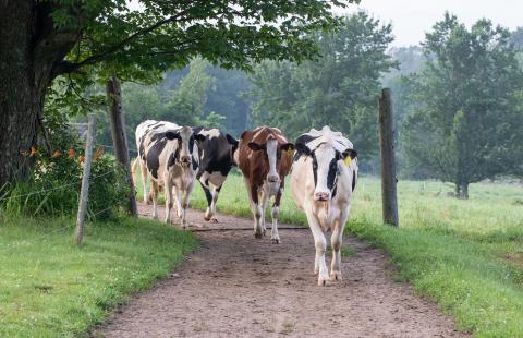 Four cows walk up a dirt road
