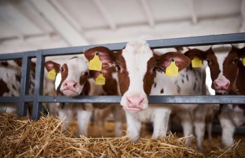 Young calf in a nursery for cows in a dairy farm.