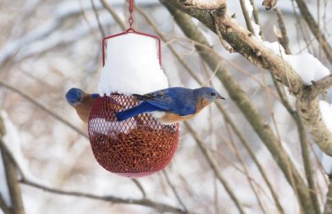 Eastern bluebirds at a feeder