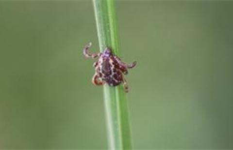 tick on blade of grass