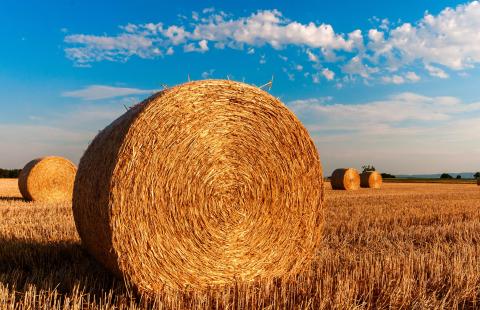 Large round hay bale in sunny field
