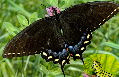 Eastern Black Swallowtail butterfly with open winds