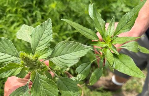 waterhemp vs pigweed