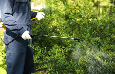 A person in a blue utility suit and white gloves holding a pesticide applicator wand and pointing it into a bright green row hedge.