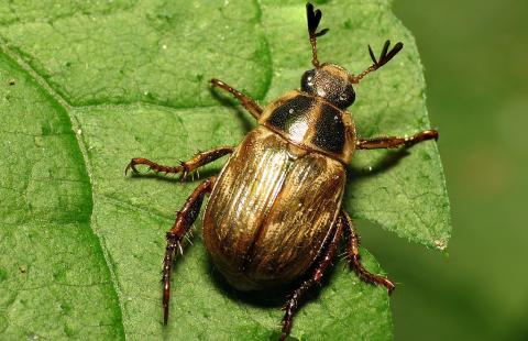 Oriental beetle