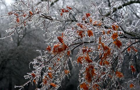 Icy Japanese Maple