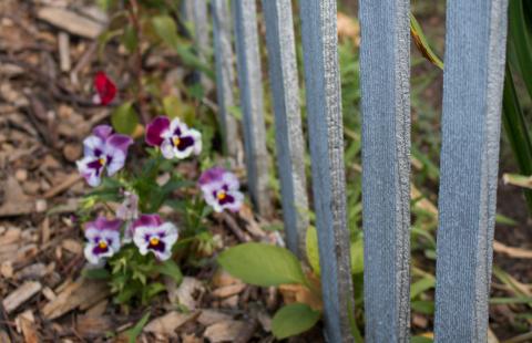 Close up of a fence post in a community garden with white and purple flowers to its left.