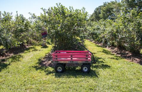 A small red wagon in front of three rows of apple trees on a sunny day.