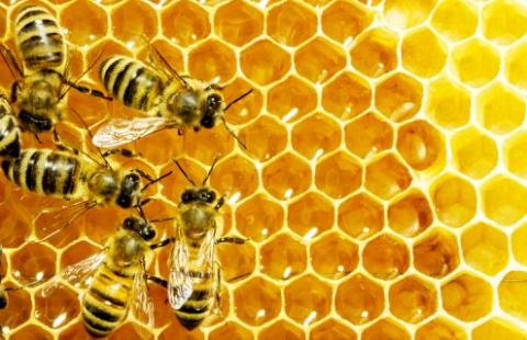 Honeybees and honey comb
