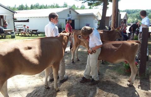 Cheshire Fair Dairy Show