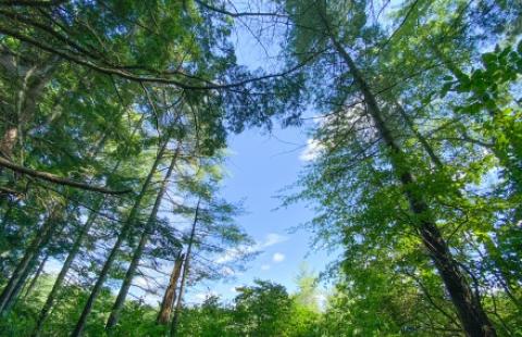 Tree canopy