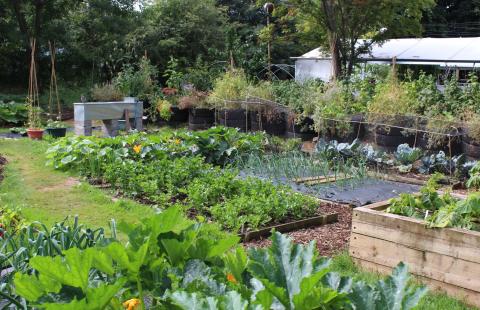 Vegetable garden. Photo from the Local Food Initiative