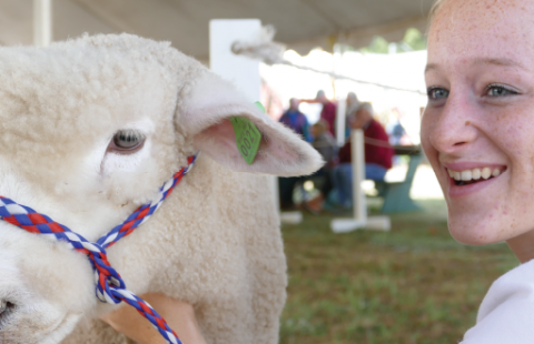 4-H youth with sheep