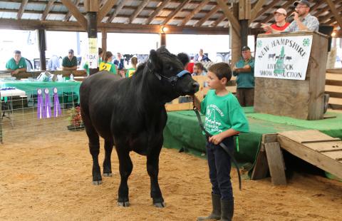 4-H boy showing cow at competition