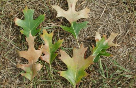 oak wilt leaves brown and green