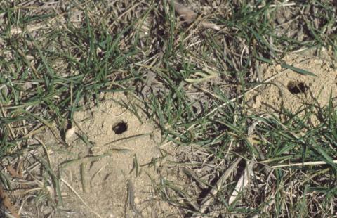 ground bee burrows