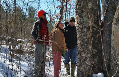 three forest pest specialists look at blonding of ash trees