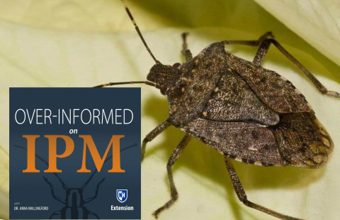 Over-informed on IPM - Episode 016: Brown Marmorated Stinkbug (BMSB) Part I  - when to freak out