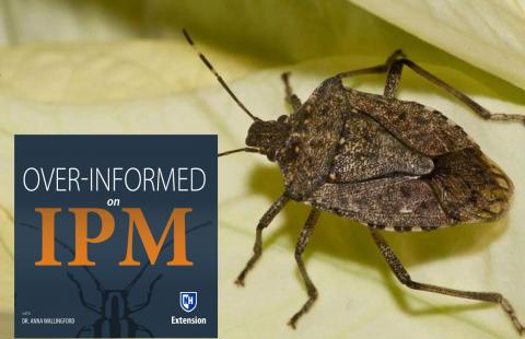 Brown Marmorated  Stink Bug