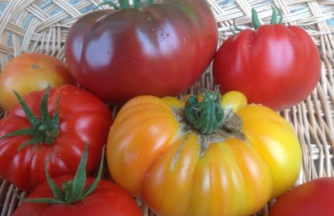 multicolored beefsteak tomatoes