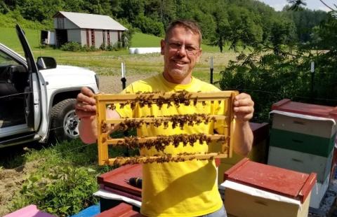 A beekeeper holds up a grafted fram of honey bees
