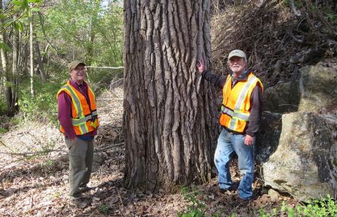 Big Tree Manchester Cottonwood with Kevin Martin and Mike Callaghan