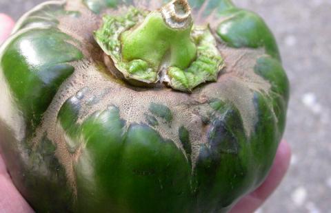 Broad Mite Damage to Pepper Fruit