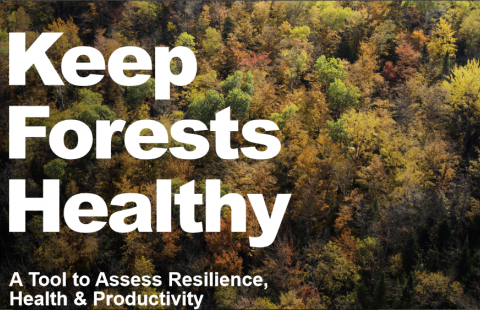 keep forest healthy