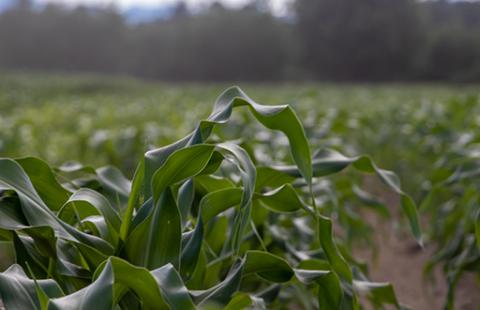 Corn field in Carroll County
