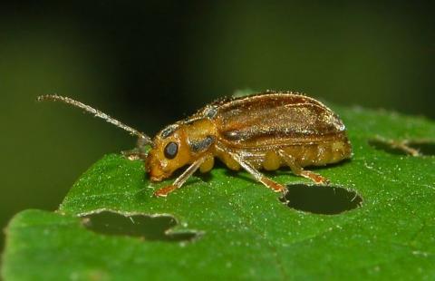 viburnum leaf beetle 