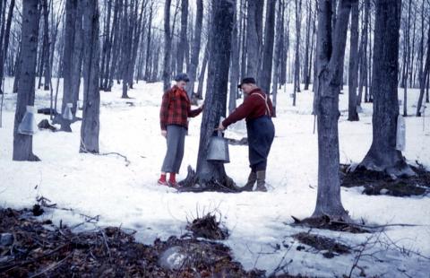 collecting sap from trees