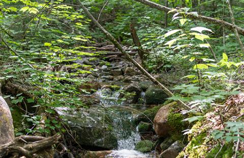 Stream in woods in Coös County