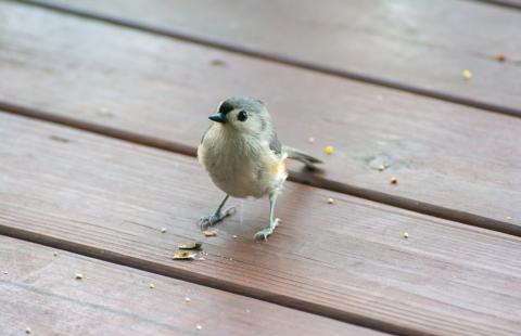 Tufted titmouse on porch