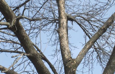 Emerald Ash Borer Has Been Discovered In Strafford County