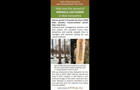 image of the rack card for best management practices to help stop the spread of emerald ash borer in New Hampshire