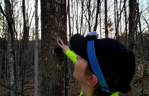 the author inspects an ash tree with blonding from woodpeckers and emerald ash borer