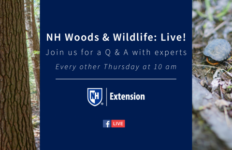 NH Woods & Wildlife: Live! is every other Thursday at 10am