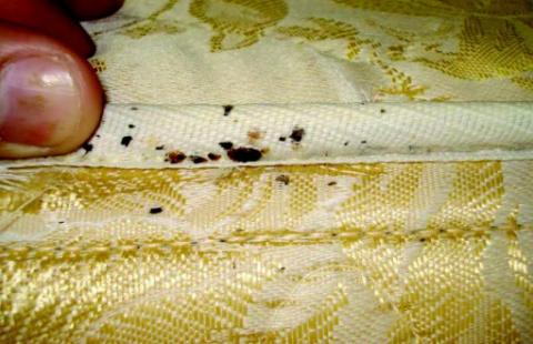 Signs of bed bugs in the crease of a mattress